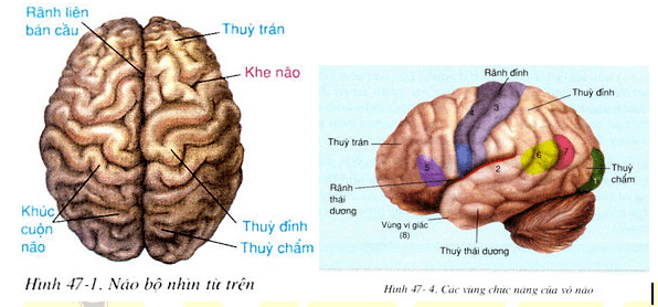 sơ đồ đại não
