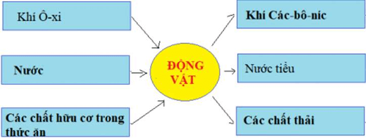 quá trình trao đổi chất ở người
