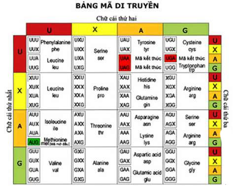 Bản chất của mã di truyền