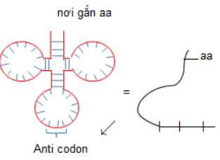 Dịch mã là quá trình tổng hợp nên