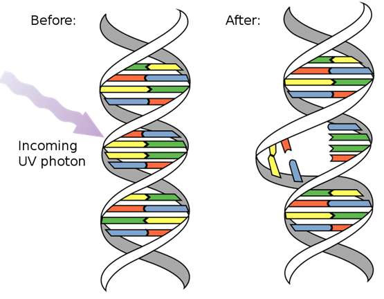 Đột biến Gen xảy ra ở sinh vật nào?