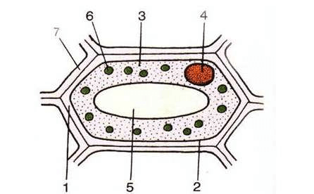 sơ đồ cấu tạo tế bào