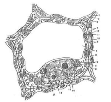 sơ đồ cấu tạo tế bào