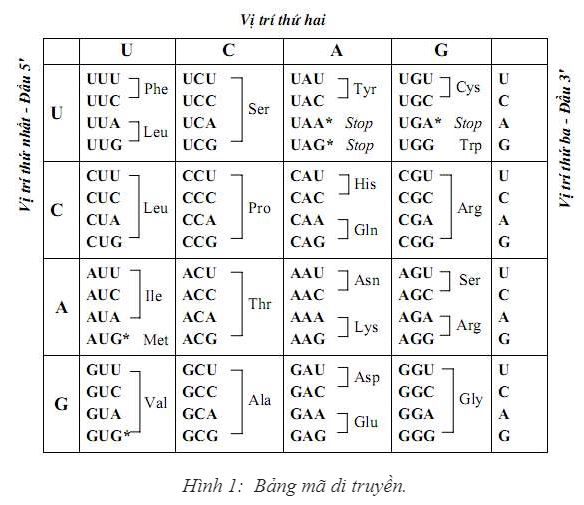 Mã di truyền có tính đặc hiệu tức là