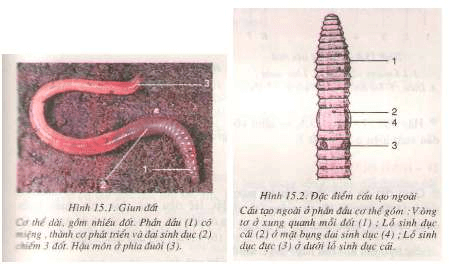 cấu tạo của giun đất