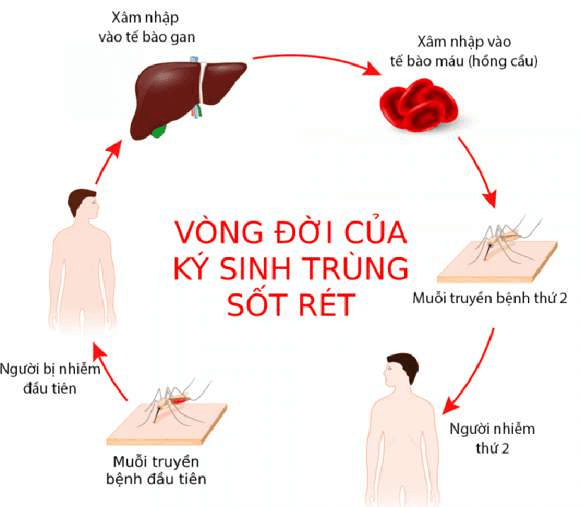 vòng đời của trùng sốt rét