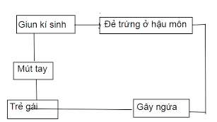 vòng đời của giun kim