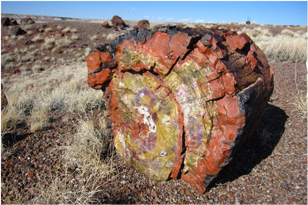 Hóa thạch có ý nghĩa gì?