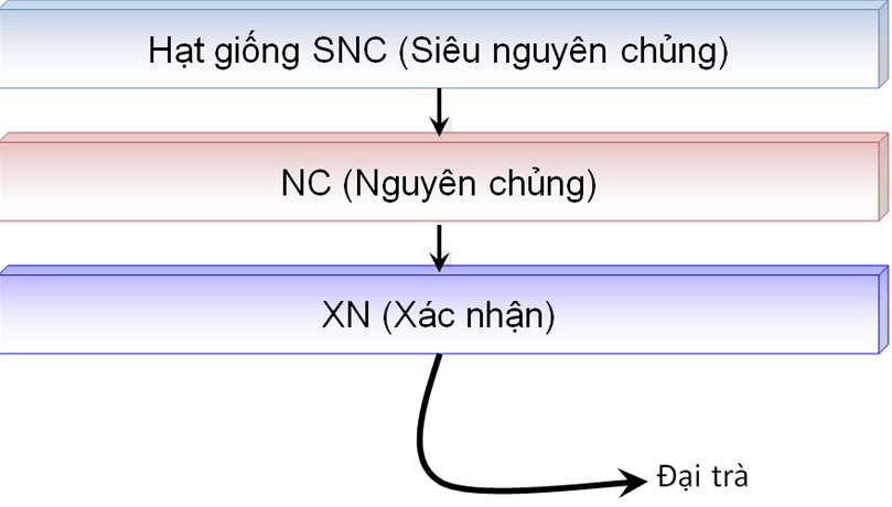 sơ đồ quy trình sản xuất giống cây
