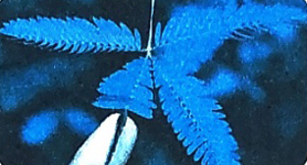 Bài 16: Tạm biệt cánh cam