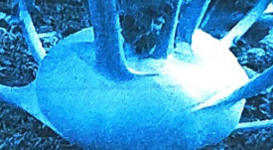 Bài 16: Tạm biệt cánh cam