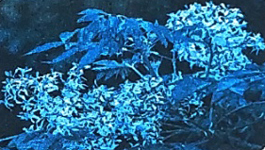 Bài 16: Tạm biệt cánh cam