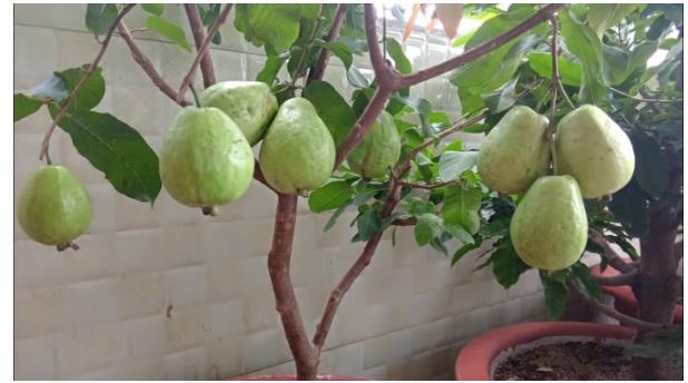 Đề thi học kì 2 lớp 1