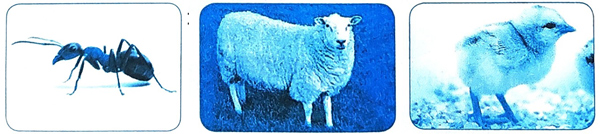 Bài 20: Nhím nâu kết bạn