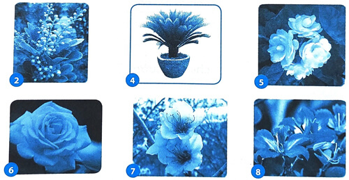 Bài 4: Cây và hoa bên lăng Bác