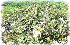 Bài 3: Làng gốm Bát Tràng