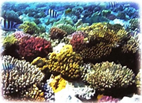 Bài 1: Khu rừng kì lạ dưới đáy biển