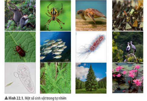 Giải KHTN lớp 6 Chân trời sáng tạo bài 22