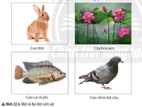 Giải KHTN lớp 6 CTST Hình 22.6