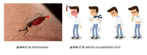 KHTN lớp 6 bài 27 Hình 27.3