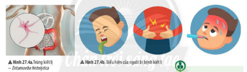 KHTN lớp 6 bài 27 Hình 27.4