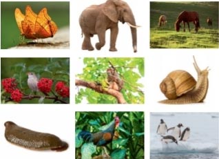 KHTN lớp 6 Sinh vật