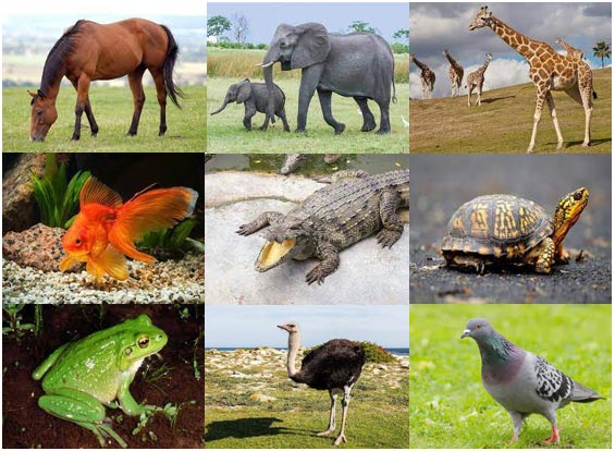 Giải KHTN lớp 6 Động vật ngoài thiên nhiên