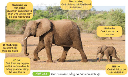 Giải KHTN lớp 6 bài 22 Hình 22.1