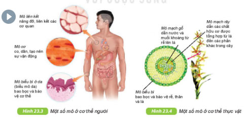 Giải KHTN lớp 6 bài 23 Hình 23.3 và 23.4