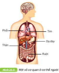 Giải KHTN lớp 6 bài 23 Hình 23.5