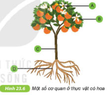 Giải KHTN lớp 6 bài 23 Hình 23.6