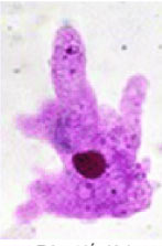 Giải KHTN lớp 6 bài 24