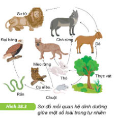 KHTN lớp 6 bài 38 Hình 38.3