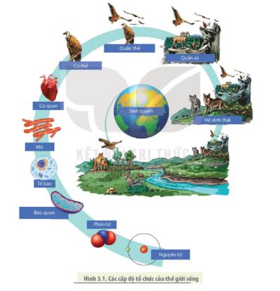 Giải Sinh 10 Bài 3: Các cấp độ tổ chức của thế giới sống KNTT