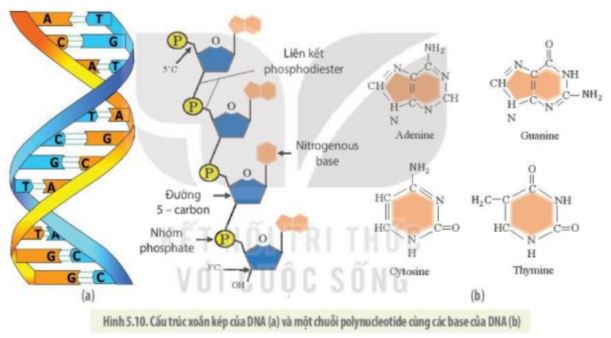 Giải Sinh 10 Bài 5: Các phân tử sinh học KNTT