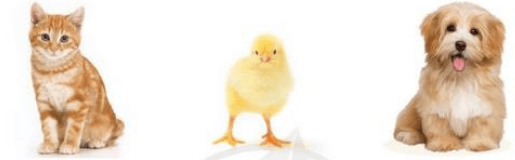 Con heo đất trang 32, 33, 34 Tiếng Việt lớp 3 Tập 1