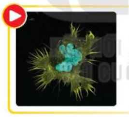 Giải Sinh 10 Bài 16