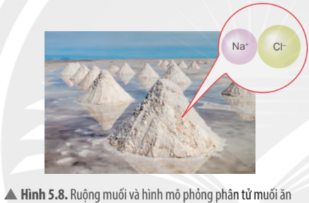 Hình 5.8 SGK KHTN 7 Chân trời sáng tạo