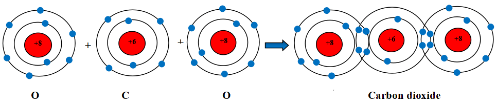 Câu 1 trang 39 SGK Khoa học tự nhiên 7 KNTT