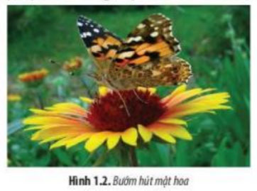 Giải Sinh 10 Bài 1