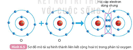 Hình 6.5 SGK KHTN 7 KNTT