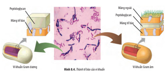 Giải Sinh 10 bài 8