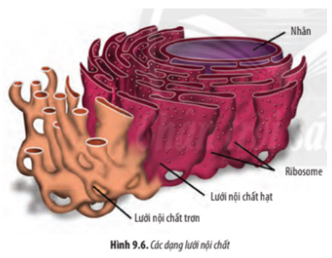 Giải Sinh 10 Bài 9