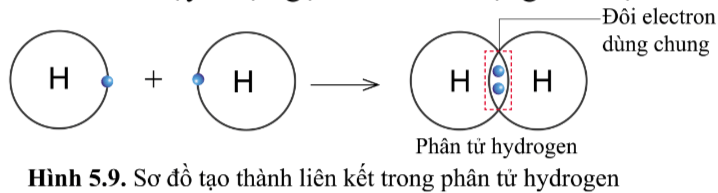Hình 5.9 KHTN lớp 7 Cánh diều