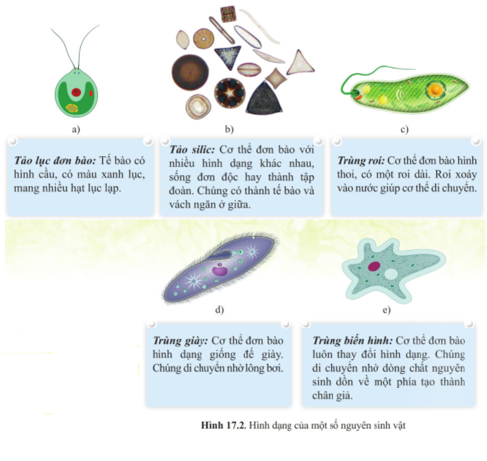 Bài 17 Đa dạng nguyên sinh vật