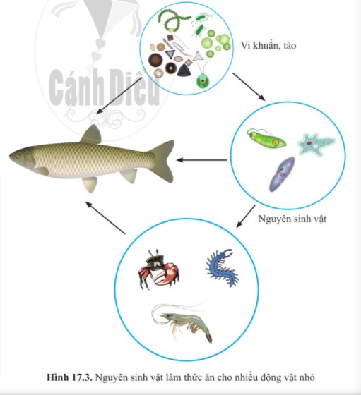 Bài 17 Đa dạng nguyên sinh vật