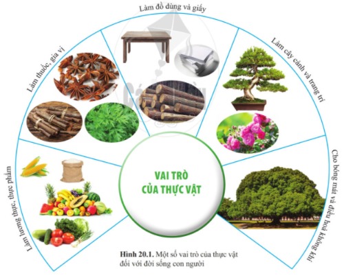 KHTN lớp 6 bài 20 Cánh Diều