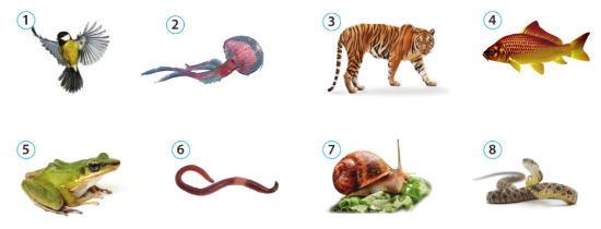 Bài tập chủ đề 8 Khoa học tự nhiên lớp 6