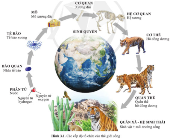 Giải Sinh 10 CD Bài 3