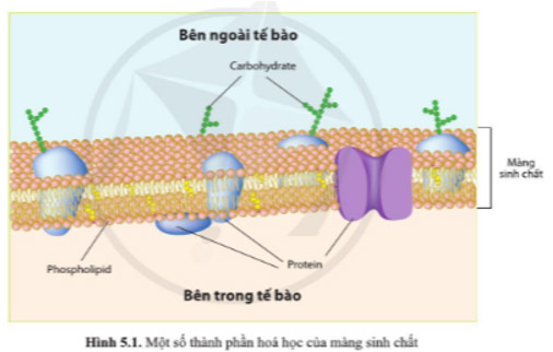 Giải Sinh 10 Bài 5